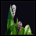 /album/kvety/orchis-militaris-05-jpg/